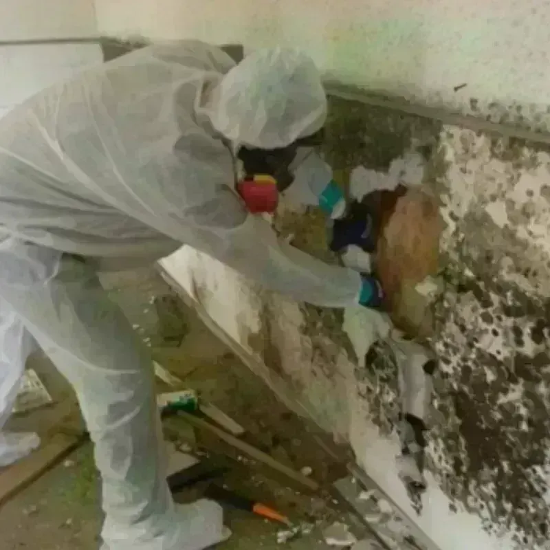 Mold Remediation and Removal in Danielson, CT